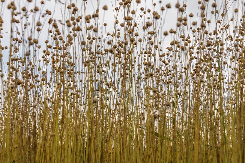 Flachs auf dem Feld von Ans Bastiaanssen