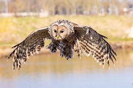 Chouette eurasienne, (Strix uralensis)