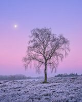 Baum auf der Heide mit Vollmond | Pastell Sonnenaufgang | Wezepsche Heide
