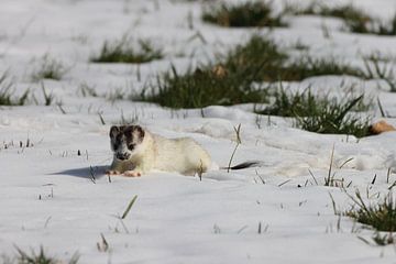 Stoat (Mustela erminea) belette à queue courte Allemagne