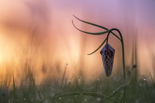 Kievitsbloem bij zonsopkomst
