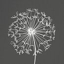 Paardenbloem van Color Square thumbnail