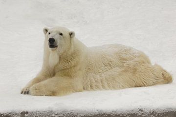 A beautiful and contented large arctic polar bear rests (lies) in the snow in the winter amid snow. by Michael Semenov