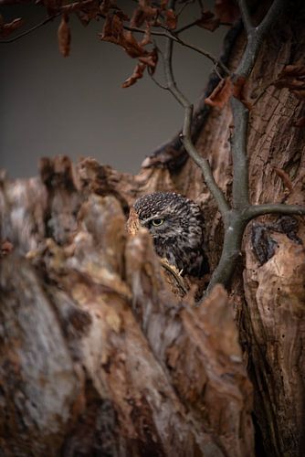 Hibou en pierre