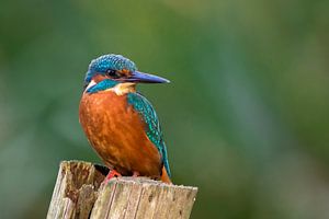IJsvogel
