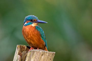 IJsvogel van Peter Korevaar