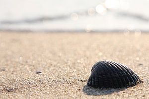 Kokkel op strand van Texel