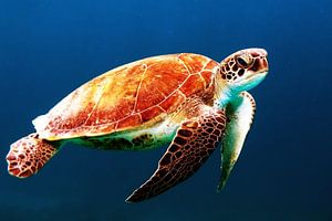 Schildkröte