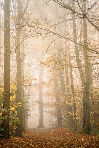 Mistig Stadspark Old Ruitenborgh Vollenhove
