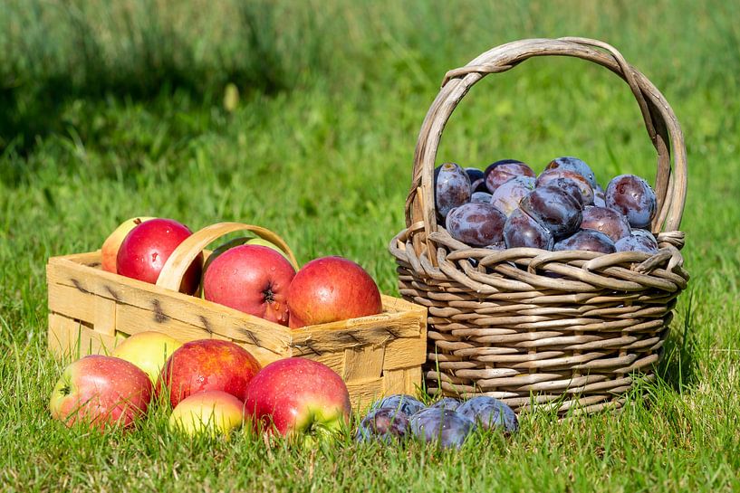 Korb mit Pflaumen und Äpfel auf einer Wiese von Animaflora PicsStock