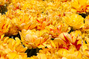 Tulpenfeld mit gelb-roten Ziertulpen