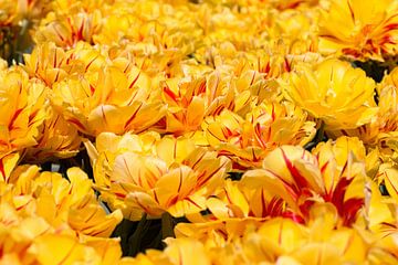 tulpenveld met geel rode siertulpen van W J Kok