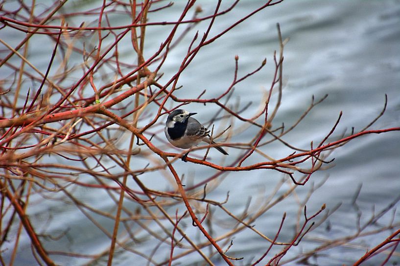 Bonte Kwikstaart 2 van Edgar Schermaul