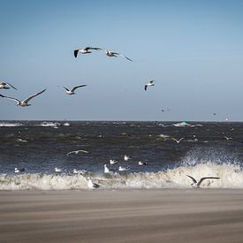 meeuwen op het strand van judy-fotografie