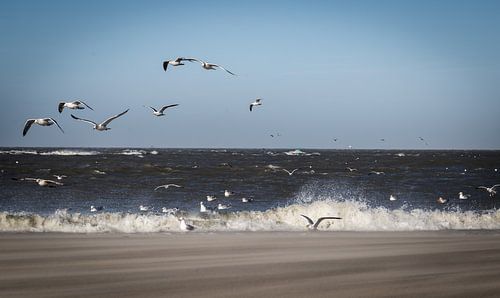meeuwen op het strand