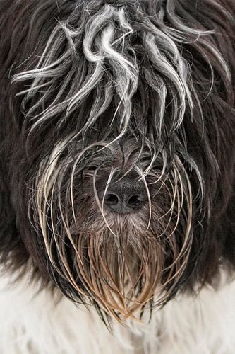 Sheepdog Polle