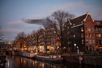 Sturnus vulgaris zwerm van Richard Wareham
