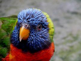 Coloured Lori by Chloë Luyckx