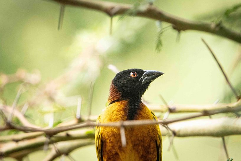 Vogel in Focus van Crystal Clear