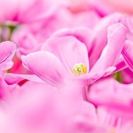 Rose Tulpenveld van Jeffry J.J van Berkum