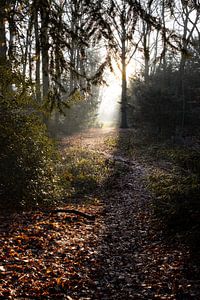 das Tor des Lichts