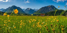 Buttercup (Ranunculus, alpine meadow, Allgäu by Walter G. Allgöwer