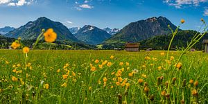 Hahnenfuß, Almwiese im Allgäu