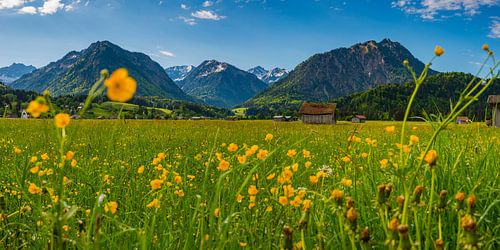 Buttercup (Ranunculus, alpine meadow, Allgäu