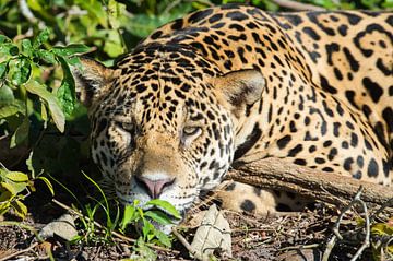 Gros plan sur Juru, un jaguar mâle dans le Pantanal. sur Koen Hoekemeijer