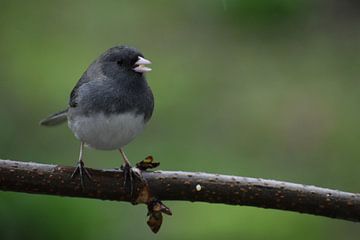A junco on a branch in the garden by Claude Laprise