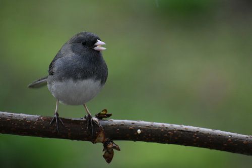 Een junco op een tak in de tuin