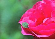 Green Bug auf leuchtend rosa Rose von ArtelierGerdah Miniaturansicht