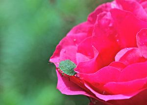 Groene Wants op felroze roos
