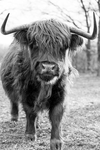 Schottischer Highlander