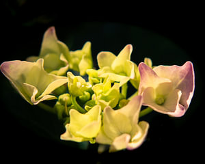 Hortensie in Nahaufnahme: Alleine
