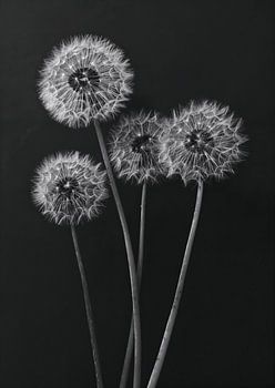 Dandelions 1
