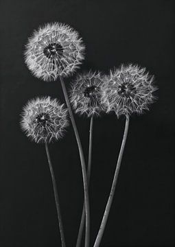 Paardenbloemen zwart wit 1 van Sander Hupkes