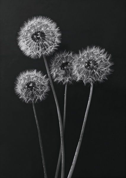 Dandelions 1 by Sander Hupkes