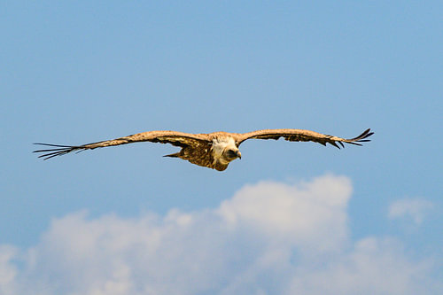 Eurasian griffon vulture in the Gorges du Verdon in the Provence by Sjoerd van der Wal Photography