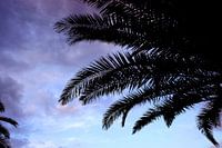 Palmiers tropicaux
