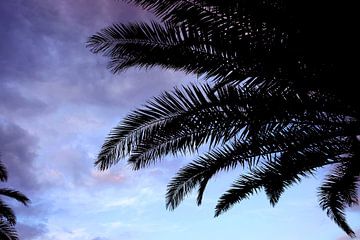 Tropische palmbomen van mandy vd Weerd