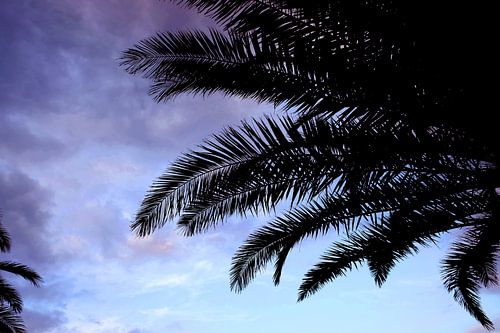 Tropical palm trees