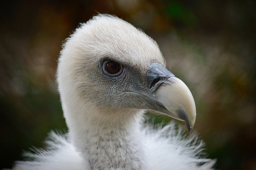 griffon vulture by WeVaFotografie