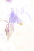 Aquarel Gespoorde Akalei