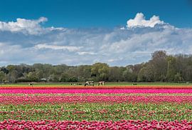 L'agriculture aux Pays-Bas sur Peter Leenen