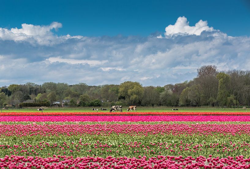 Agriculture in the Netherlands by Peter Leenen