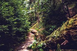 Kirnitzschtal tussen rotsen en zandstenen van Jakob Baranowski - Photography - Video - Photoshop