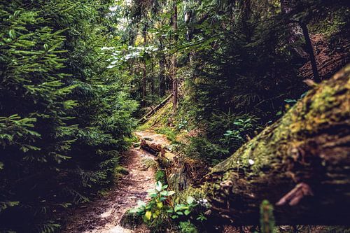 Kirnitzschtal tussen rotsen en zandstenen