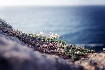 Delicate flower by Brummsummse