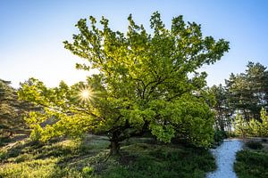 Stralende zonsopkomst bij een boom op de heide